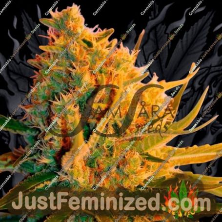 Shot Adrenaline Auto by Samsara Cannabis Seeds For Sale at Just Feminized