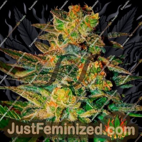 Spiritual Punk by Samsara Cannabis Seeds For Sale at Just Feminized
