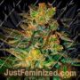 Spiritual Punk by Samsara Cannabis Seeds For Sale at Just Feminized