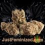 Spiritual Punk by Samsara Buds Weed Ganja Skunk Pot Reefer Dope Herb Pics Images