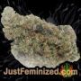 Spiritual Punk by Samsara Buds Weed Ganja Skunk Pot Reefer Dope Herb Pics Images