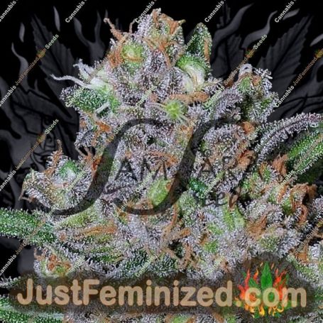 Sweet Black Angel by Samsara Cannabis Seeds For Sale at Just Feminized