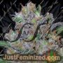 Sweet Black Angel by Samsara Cannabis Seeds For Sale at Just Feminized