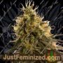 Pineapple Chunk by Barneys Farm Cannabis Seeds For Sale at Just Feminized