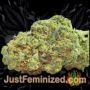 Pineapple Chunk by Barneys Farm Buds Weed Ganja Skunk Pot Reefer Dope Herb Pics Images