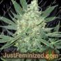 Hawaii Maui Waui by Nirvana Cannabis Seeds For Sale at Just Feminized