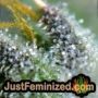 Pineapple Chunk by Barneys Farm THC CBD Close Up Trichomes Potency Yield Indica Sativa Strain Pic Images