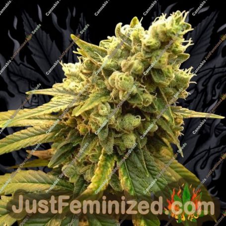 Sour Diesel by Nirvana Cannabis Seeds For Sale at Just Feminized