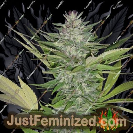 Brainwarp by Secret Valley Cannabis Seeds For Sale at Just Feminized