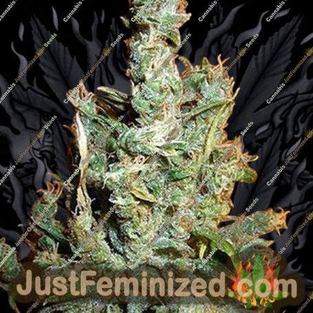 Jamaican Grape by Secret Valley Cannabis Seeds For Sale at Just Feminized