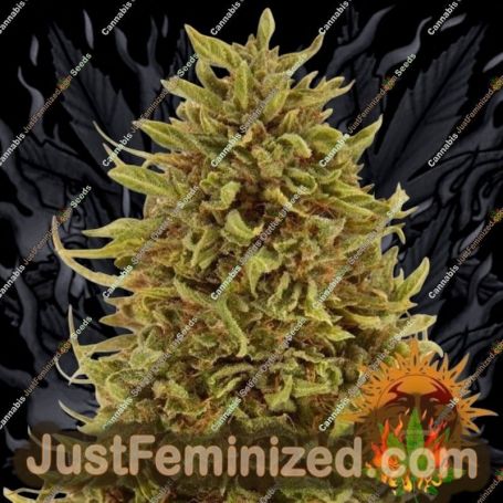 Pineapple Express Auto by Barneys Farm Cannabis Seeds For Sale at Just Feminized