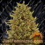 Pineapple Express Auto by Barneys Farm Cannabis Seeds For Sale at Just Feminized