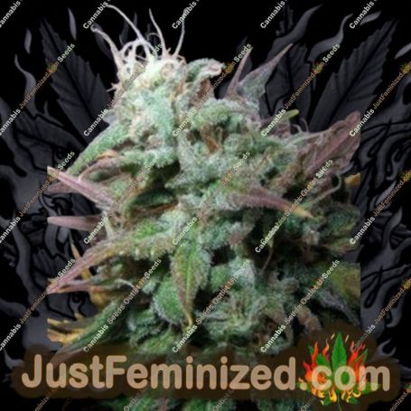 Northern Flame by Secret Valley Cannabis Seeds For Sale at Just Feminized