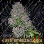 Purple Pineberry by Secret Valley Cannabis Seeds For Sale at Just Feminized