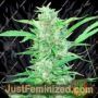 Top Dollar by Secret Valley Cannabis Seeds For Sale at Just Feminized