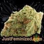 Pineapple Express Auto by Barneys Farm Buds Weed Ganja Skunk Pot Reefer Dope Herb Pics Images