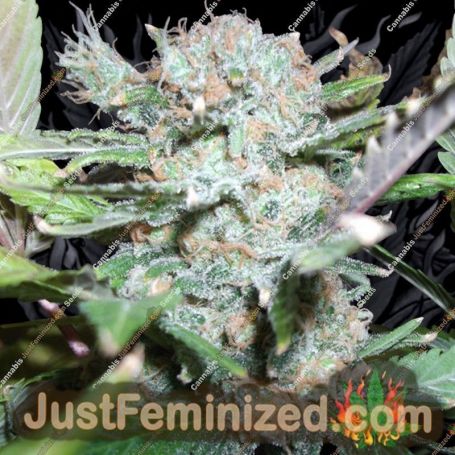 Blue Auto by Seedmakers Cannabis Seeds For Sale at Just Feminized