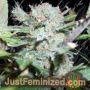 Blue Auto by Seedmakers Cannabis Seeds For Sale at Just Feminized