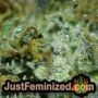 Pineapple Express Auto by Barneys Farm THC CBD Close Up Trichomes Potency Yield Indica Sativa Strain Pic Images