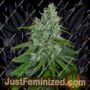 Automax Auto by Seedmakers Cannabis Seeds For Sale at Just Feminized