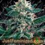Cheex by Seedmakers Cannabis Seeds For Sale at Just Feminized