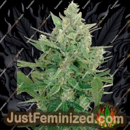 Lowdwarf Auto by Seedmakers Cannabis Seeds For Sale at Just Feminized