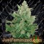Lowdwarf Auto by Seedmakers Cannabis Seeds For Sale at Just Feminized