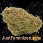Lowdwarf Auto by Seedmakers Buds Weed Ganja Skunk Pot Reefer Dope Herb Pics Images