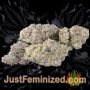 Lowdwarf Auto by Seedmakers Buds Weed Ganja Skunk Pot Reefer Dope Herb Pics Images