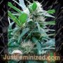 Apondo Mystic by Seeds of Africa Cannabis Seeds For Sale at Just Feminized