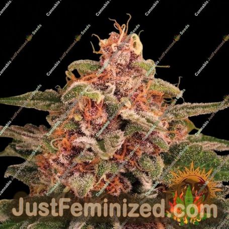 Pink Kush by Barneys Farm Cannabis Seeds For Sale at Just Feminized
