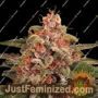 Pink Kush by Barneys Farm Cannabis Seeds For Sale at Just Feminized