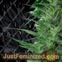 Misty Kei by Seeds of Africa Cannabis Seeds For Sale at Just Feminized
