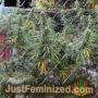 Sotho Heights by Seeds of Africa Cannabis Seeds For Sale at Just Feminized