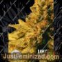 Swazi Gold by Seeds of Africa Cannabis Seeds For Sale at Just Feminized