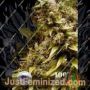 Zim-Licious by Seeds of Africa Cannabis Seeds For Sale at Just Feminized