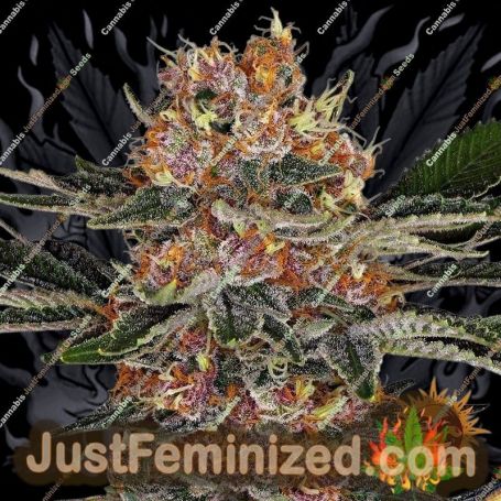 Purple Punch by Barneys Farm Cannabis Seeds For Sale at Just Feminized