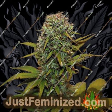 Blue Auto by Seedsman Cannabis Seeds For Sale at Just Feminized