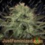 Lemon Auto by Seedsman Cannabis Seeds For Sale at Just Feminized