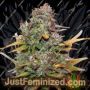 Mini Gun Auto by Seedsman Cannabis Seeds For Sale at Just Feminized