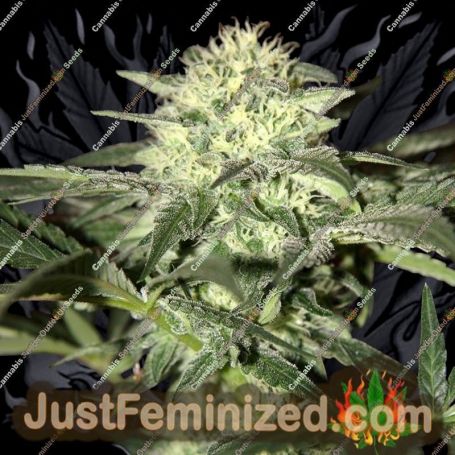Moscow Auto by Seedsman Cannabis Seeds For Sale at Just Feminized