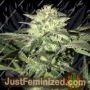 Moscow Auto by Seedsman Cannabis Seeds For Sale at Just Feminized