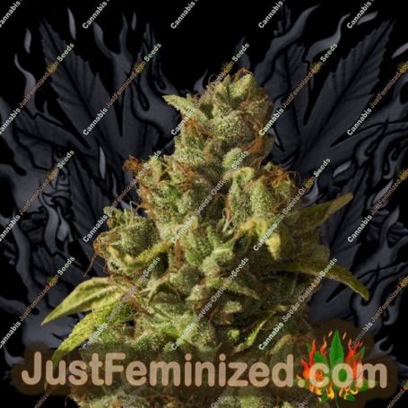 Rolex OG Kush Auto by Seedsman Cannabis Seeds For Sale at Just Feminized