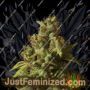 Rolex OG Kush Auto by Seedsman Cannabis Seeds For Sale at Just Feminized