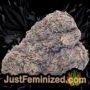 Rolex OG Kush Auto by Seedsman Buds Weed Ganja Skunk Pot Reefer Dope Herb Pics Images