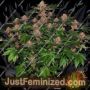 Purple Punch Auto by Barneys Farm Cannabis Seeds For Sale at Just Feminized