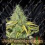 Skunk No.1 Auto by Seedsman Cannabis Seeds For Sale at Just Feminized
