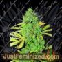 White Widow Auto by Seedsman Cannabis Seeds For Sale at Just Feminized