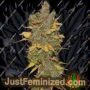 Badazz Cookies OG by Seedsman Cannabis Seeds For Sale at Just Feminized