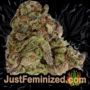 Purple Punch Auto by Barneys Farm Buds Weed Ganja Skunk Pot Reefer Dope Herb Pics Images